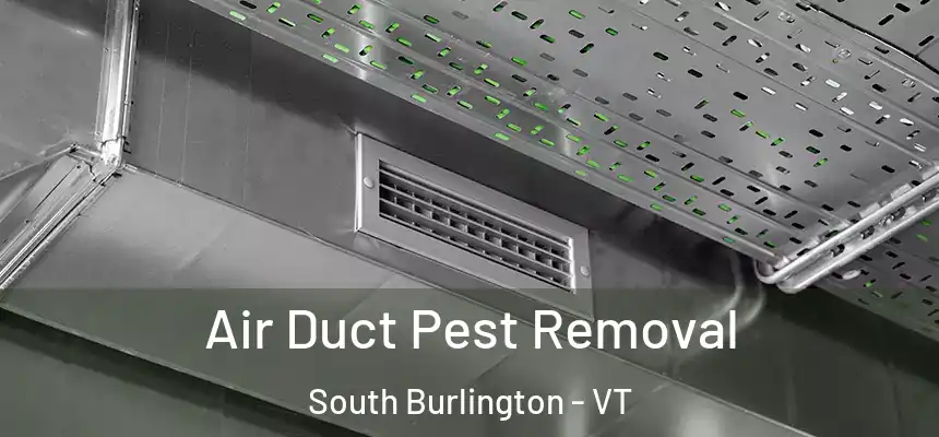  Air Duct Pest Removal South Burlington - VT