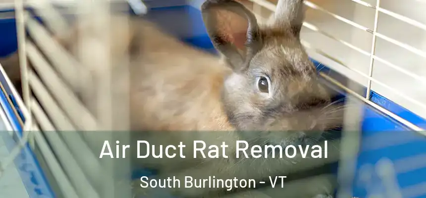  Air Duct Rat Removal South Burlington - VT